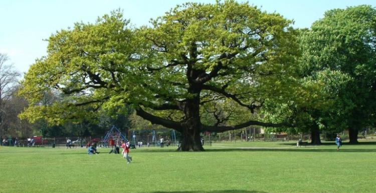 Bruce castle tree