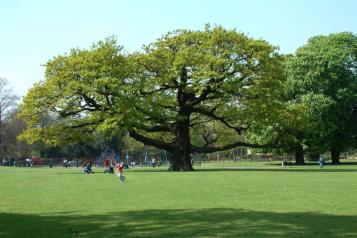 Bruce castle tree